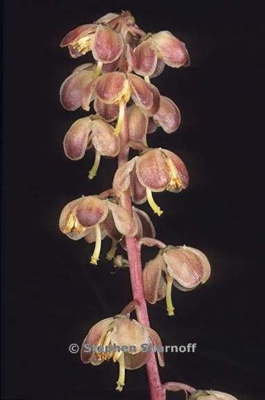 pyrola aphylla 2 graphic